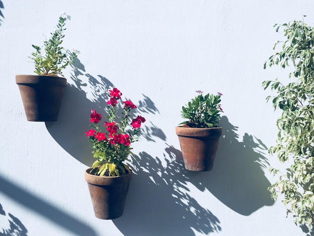 Plantas en maceta montadas en una pared blanca