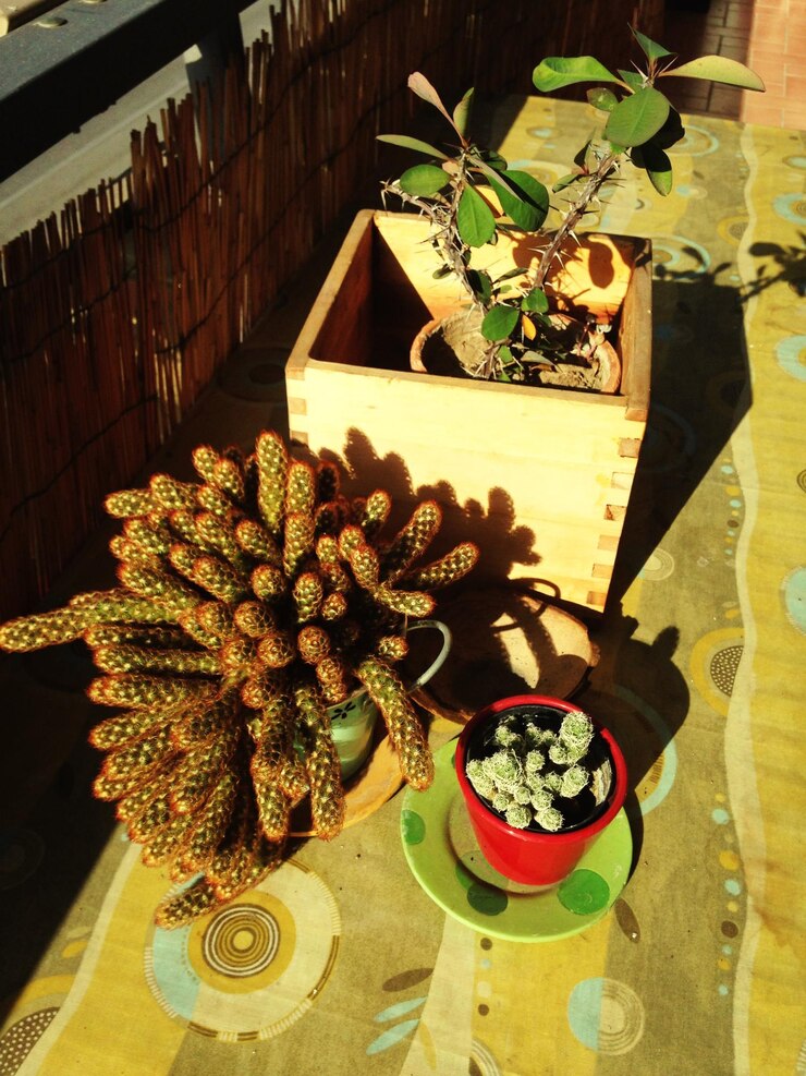 Foto plantas en maceta en la pared de madera
