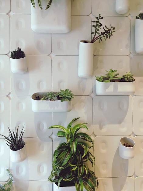 Plantas en maceta en la pared