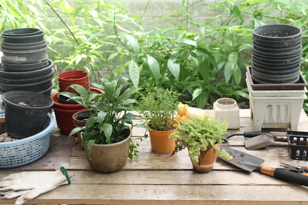 Plantas en maceta en el patio