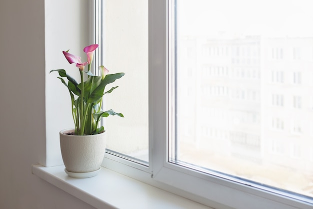 Plantas en macetas en el alféizar de la ventana blanca interior