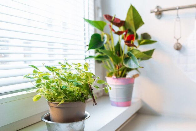 Plantas en macetas en el alféizar de la ventana