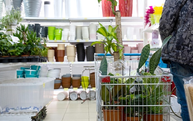 Plantas en macetas en un carrito de floristería compra de plantas caseras para cultivo y cuidado como regalo