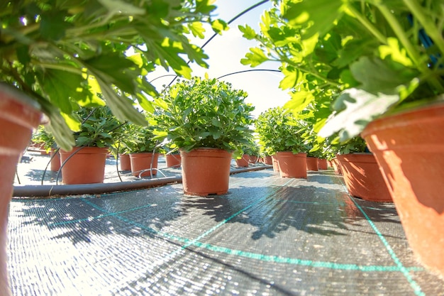 Plantas en macetas de cerca, macetas al aire libre, vivero para plantas