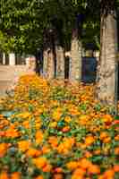 Foto plantas en macetas y flores en las calles de córdoba, españa