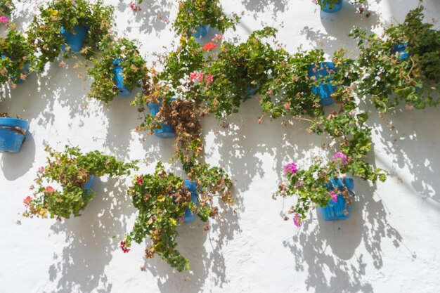 Plantas en macetas y flores en las calles de Marbella, Málaga, España