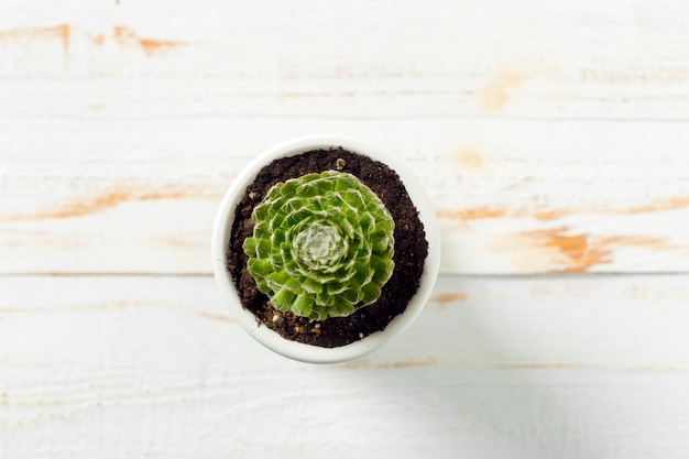 Plantas en macetas en madera blanca