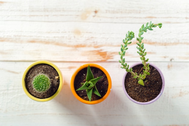 Plantas en macetas en madera blanca