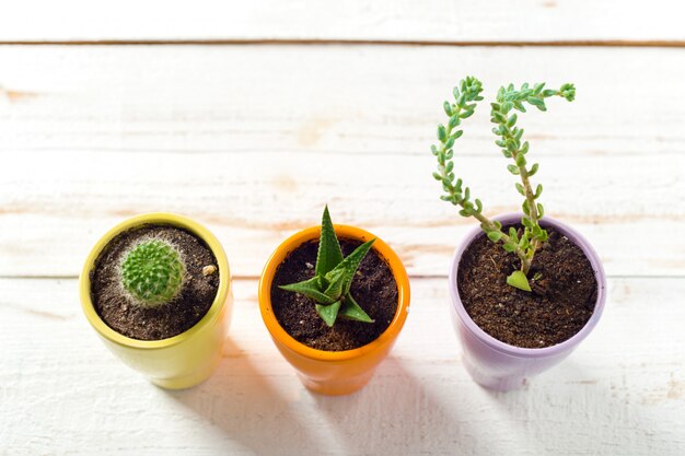 Plantas en macetas en madera blanca