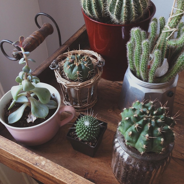 Plantas en macetas en la oscuridad