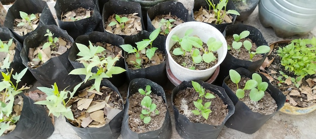 Plantas en macetas de plástico