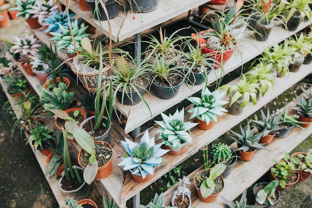 Plantas en macetas que crecen en un invernadero