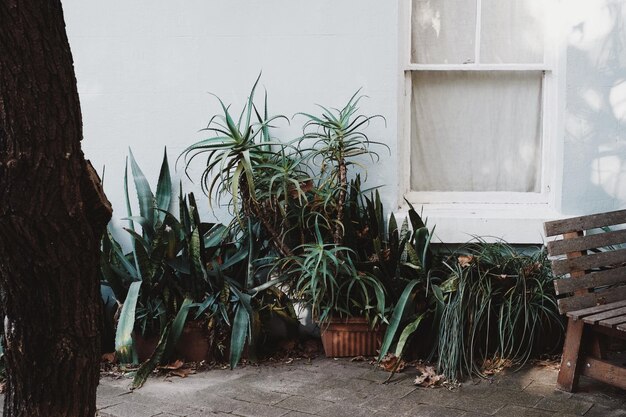 Foto plantas en macetas en el sendero contra la casa