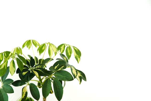 Plantas en macetas sobre un fondo blanco.