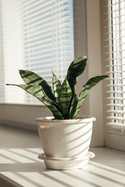 Plantas en macetas sobre un fondo blanco.