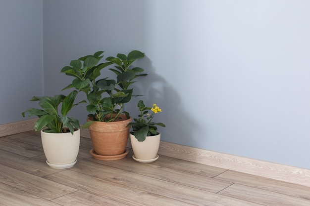 Plantas en macetas sobre suelo de madera interior