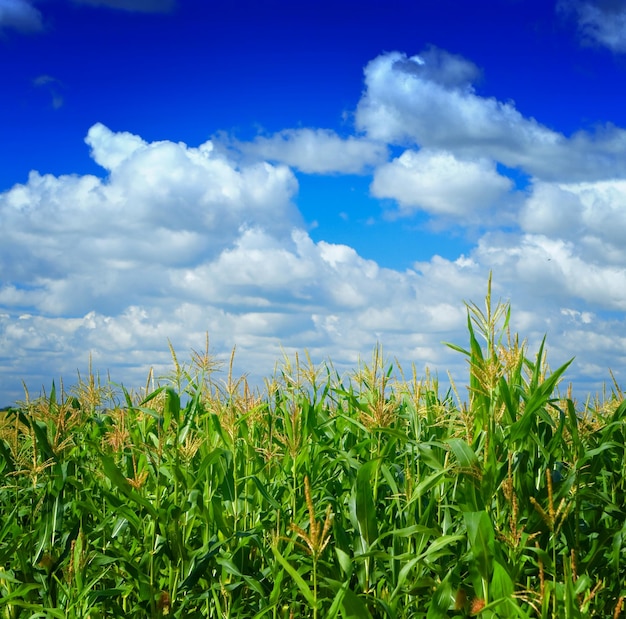 Plantas de maíz en el cielo