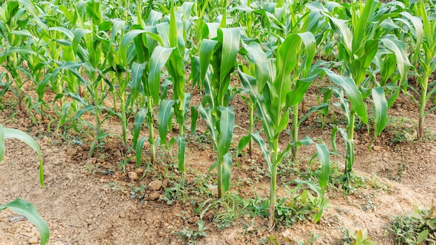 Plantas de maíz en el huerto.