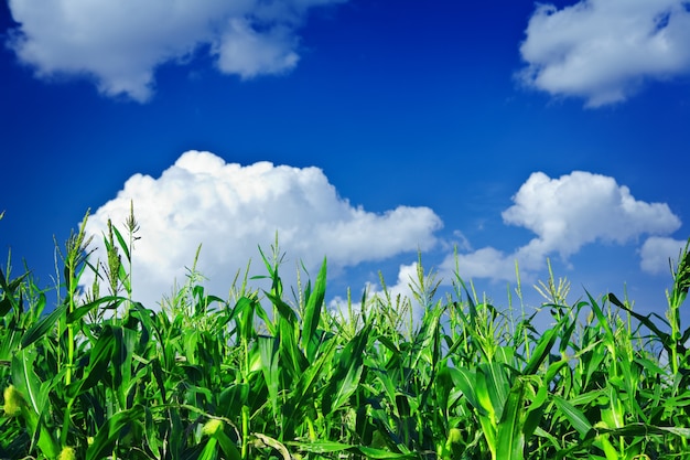 Plantas de maíz verde en el cielo