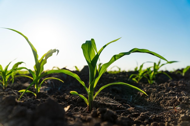 Plantas de maíz verde fresco en el campo en verano Cultivos de maíz joven durante el período de crecimiento activo Filas de plantas de maíz jóvenes Cultivos agrícolas en campo abierto