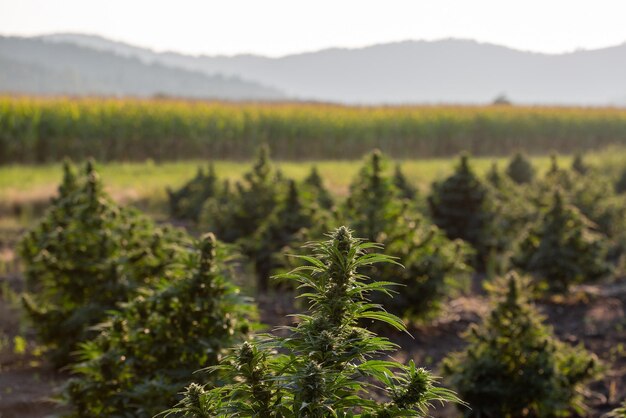 Plantas de marihuana en el campo de cannabis al atardecer