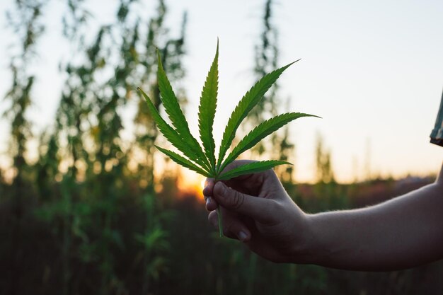 Plantas de marihuana en el campo de cannabis al atardecer