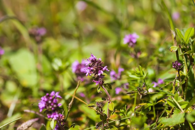 Plantas medicinais de tomilho Ingrediente aromático para cozinhar e chá de ervas Ervas orgânicas no jardim de verão