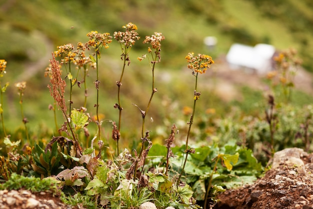 Foto plantas medicinales que crecen en las montañas en prados alpinos