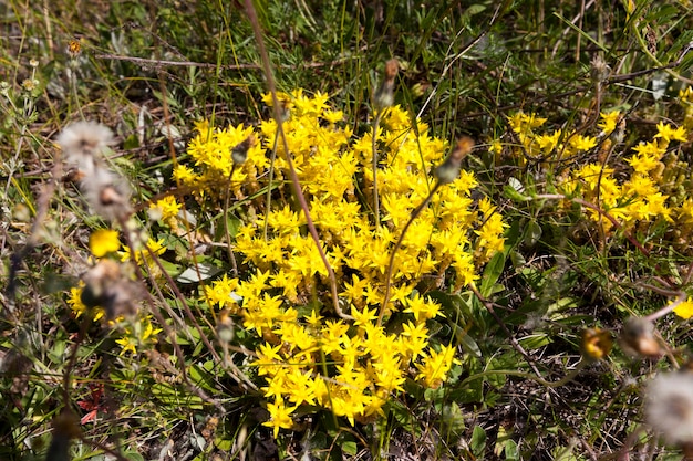 Plantas medicinales silvestres en el campo en el desierto