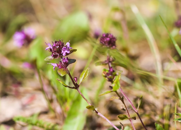 Plantas medicinales de tomillo Ingrediente aromático para cocinar y té de hierbas Hierbas orgánicas en el jardín de verano