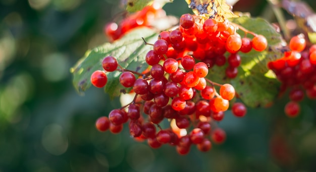 Plantas medicinales. viburnum rojo