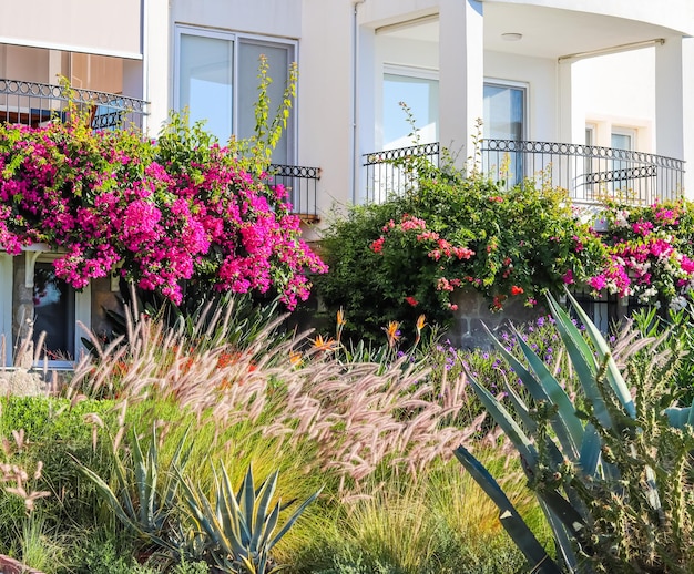 Plantas mediterráneas en el jardín de la casa de verano Hermosas flores de buganvilla rosa