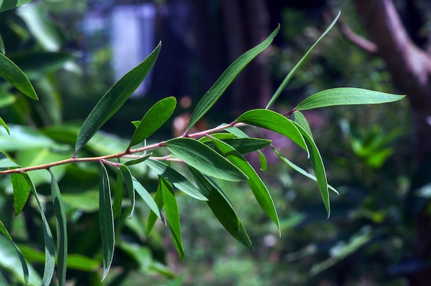 Plantas Melaleuca cajuputi, comumente conhecidas como cajuput. O óleo de cajuput é um óleo volátil obtido por destilação das folhas das árvores de cajuput