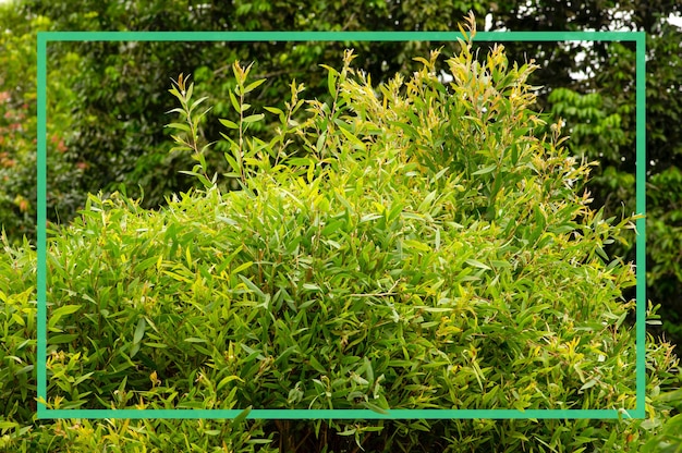 Plantas de Melaleuca cajuputi con marco verde comúnmente conocido como cajuput.