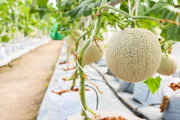 Plantas de melones de melón japoneses verdes frescos que crecen en un jardín de invernadero orgánico