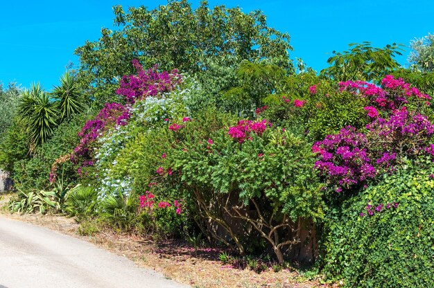 Plantas multicolores en una calle de campo