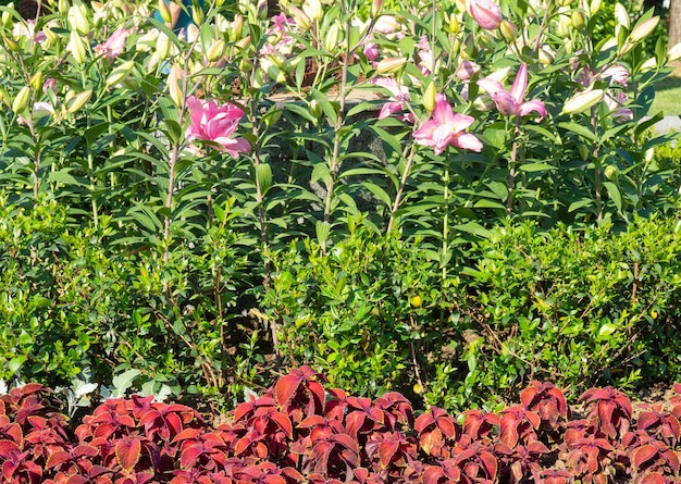 Plantas multicoloridas em um canteiro de flores no parque Esverdeando a cidade Flores no canteiro de flores