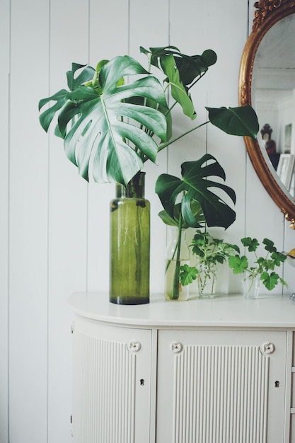 Plantas na mesa em casa
