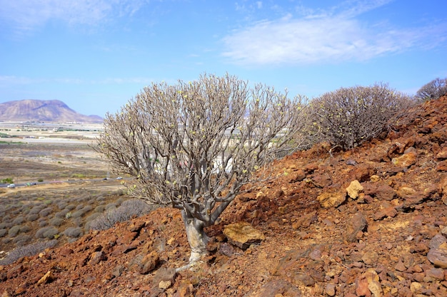 Plantas na paisagem contra o céu