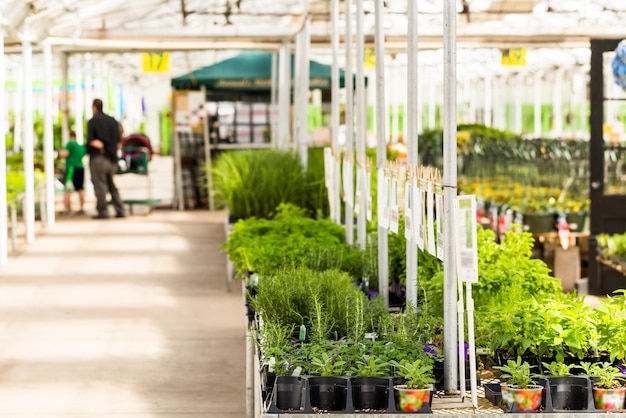 Plantas na venda de primavera no centro de jardim local.