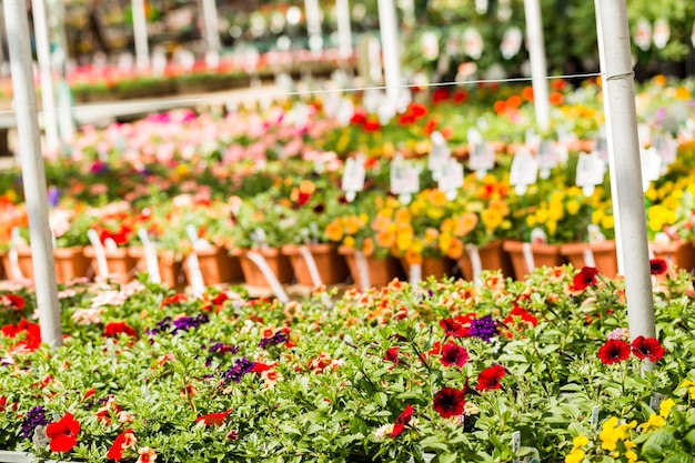 Plantas na venda de primavera no centro de jardim local.