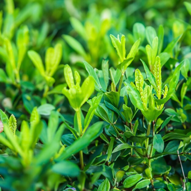 plantas de la naturaleza verde