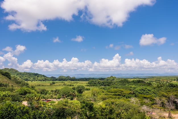 Plantas de la naturaleza