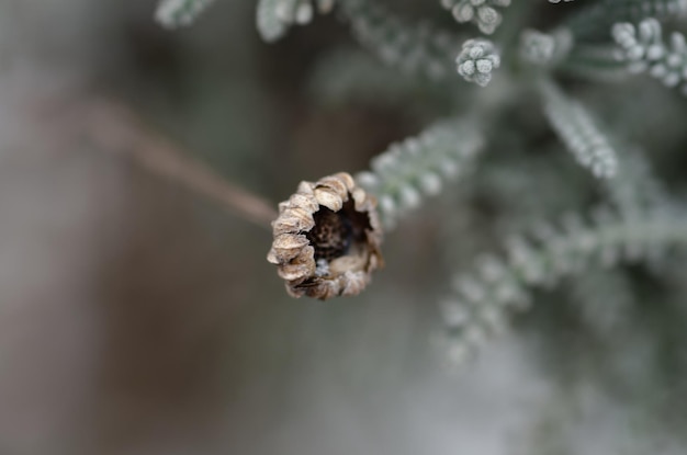 Foto plantas en la nieve