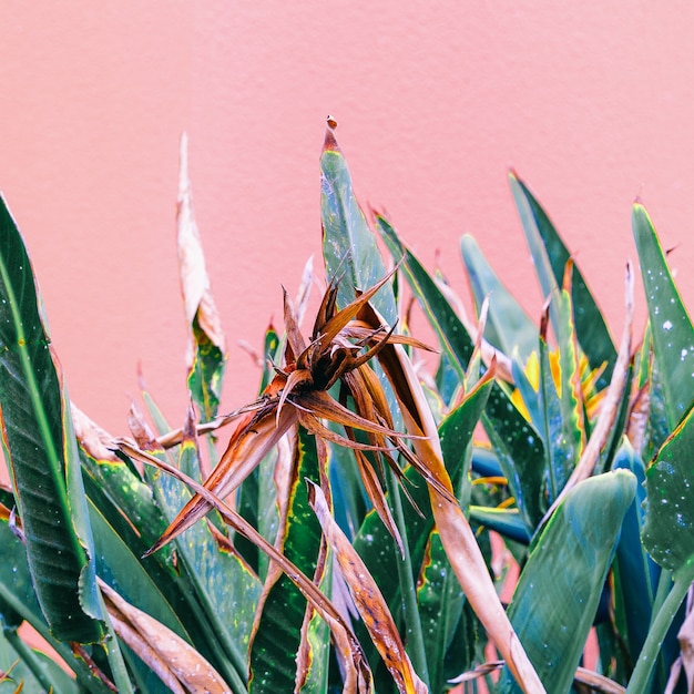 Foto plantas no conceito criativo rosa. amantes das plantas. verde mínimo das ilhas canárias