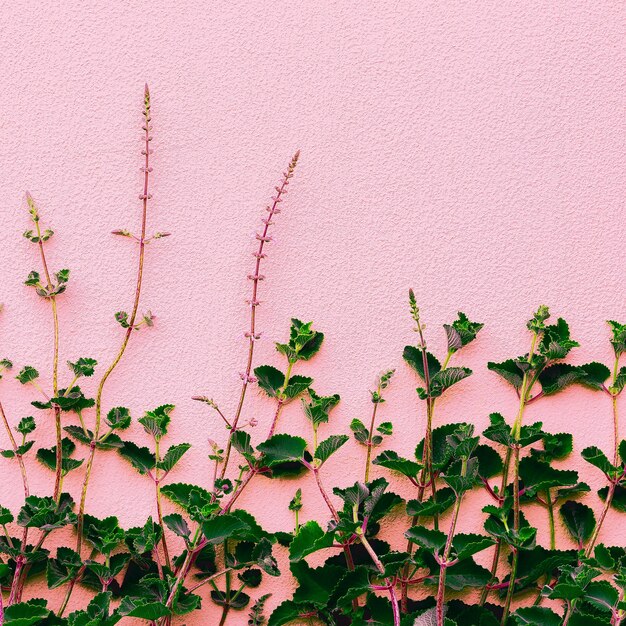 Plantas no conceito criativo rosa. Verde no fundo da parede rosa.