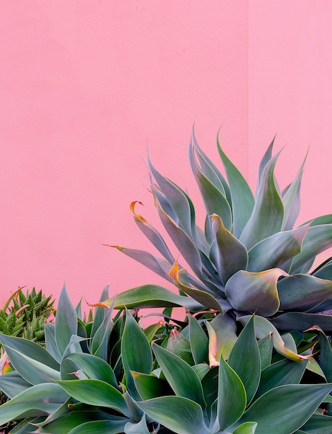 Plantas no conceito de moda rosa. Verde canário. Ideia para amante de plantas