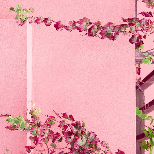 Plantas no conceito-de-rosa. planta no fundo rosa da parede