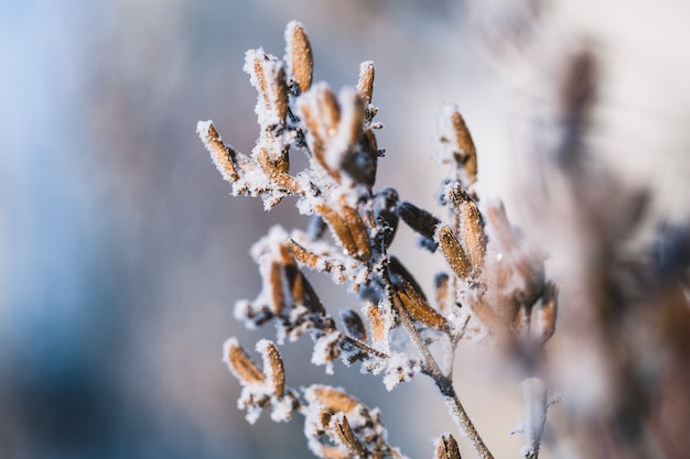 Plantas no inverno coberto de geada e neve