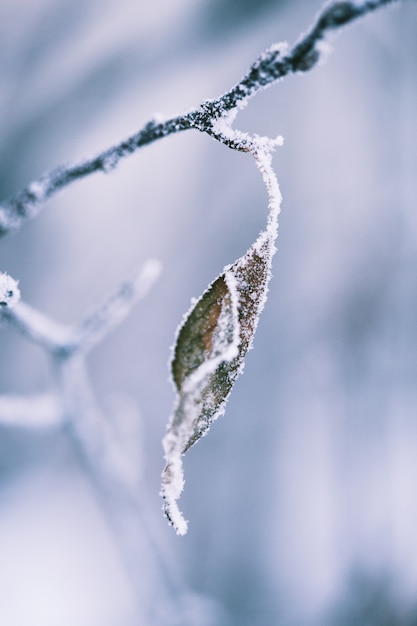 Plantas no inverno coberto de geada e neve